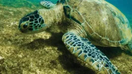 Na nova lista, três espécies de tartaruga marinha também registraram melhora de situação.