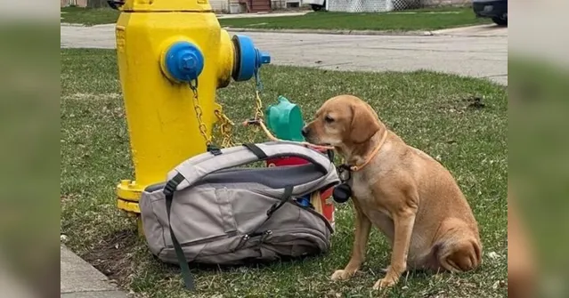 Imagem ilustrativa da notícia Cadela doente é abandonada com mochila cheia de brinquedos