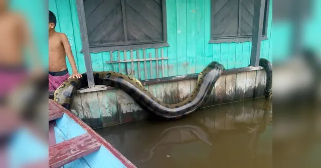 Imagem ilustrativa da notícia Cobra de gigante é capturada no Amazonas, veja o vídeo!