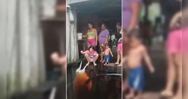 Imagem ilustrativa da notícia Boto brincalhão aparece e vira atração a moradores de Manaus