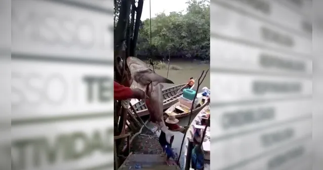 Imagem ilustrativa da notícia Vídeo: tubarão é encontrado por pescadores no interior do PA