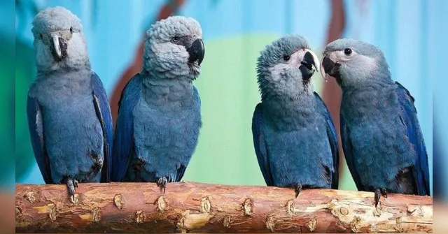 Imagem ilustrativa da notícia Ararinhas-azuis são soltas após 20 anos de extinção