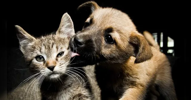 Imagem ilustrativa da notícia Novo código impacta de forma positiva no bem-estar animal