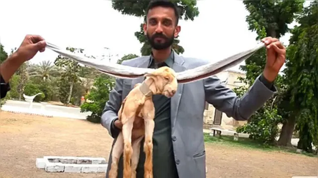 Imagem ilustrativa da notícia Vídeo: bode nasce com orelhas super longas no Paquistão