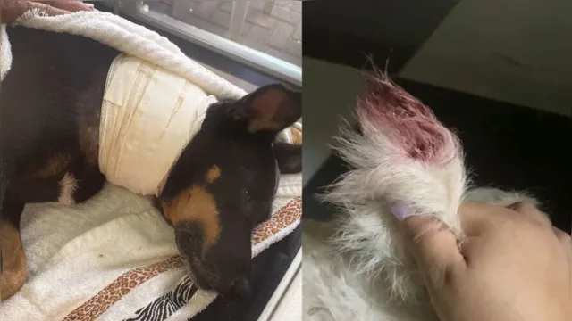 Imagem ilustrativa da notícia Além de pescoço, cachorro tem rabo cortado em Ananindeua