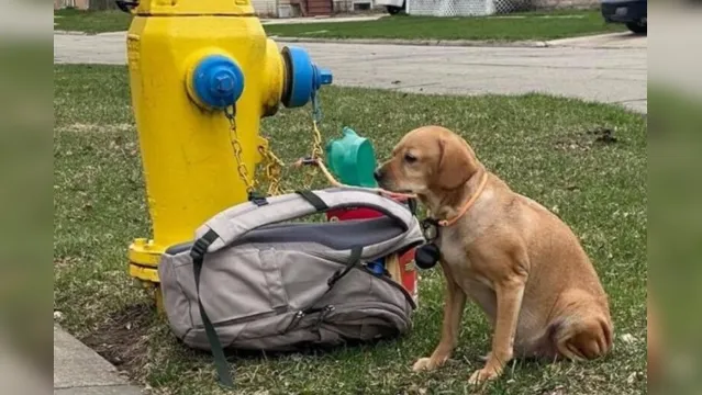 Imagem ilustrativa da notícia Cadela doente é abandonada com mochila cheia de brinquedos