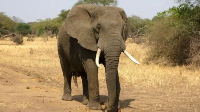 Imagem ilustrativa da notícia Elefante mata idosa, vai ao funeral e a pisoteia de novo