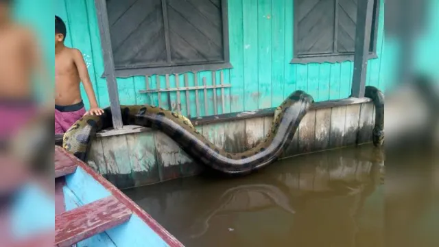 Imagem ilustrativa da notícia Cobra de gigante é capturada no Amazonas, veja o vídeo!