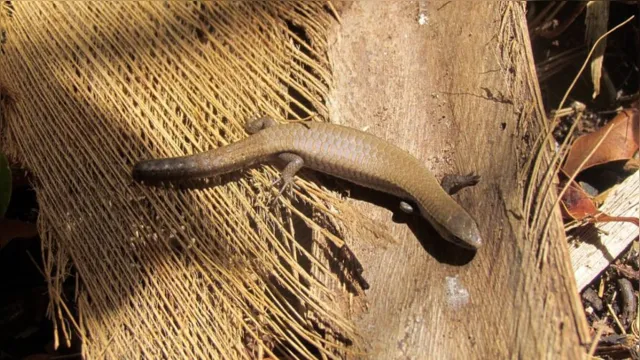 Imagem ilustrativa da notícia Espécie exótica de lagarto é registrada em Belém. Conheça!