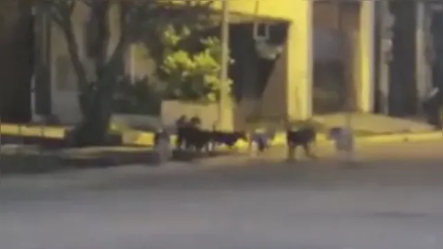 Imagem ilustrativa da notícia Vídeo: morador filma cães à caça de gatos em Belém