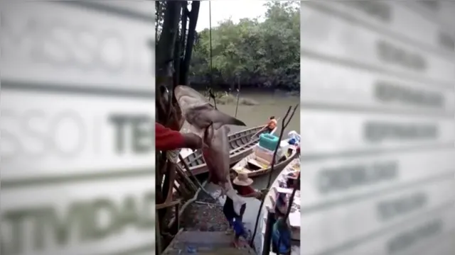 Imagem ilustrativa da notícia Vídeo: tubarão é encontrado por pescadores no interior do PA