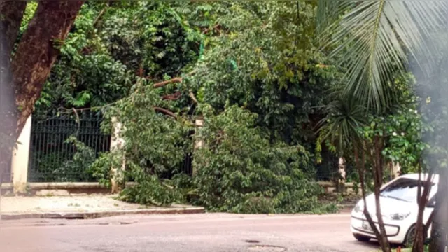 Imagem ilustrativa da notícia Árvore do Bosque Rodrigues Alves cai e atrapalha pedestres