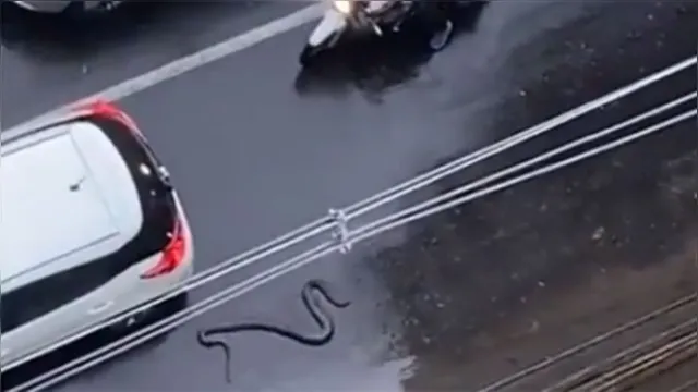 Imagem ilustrativa da notícia Vídeo: cobra passeia em pleno centro de Belém, de novo