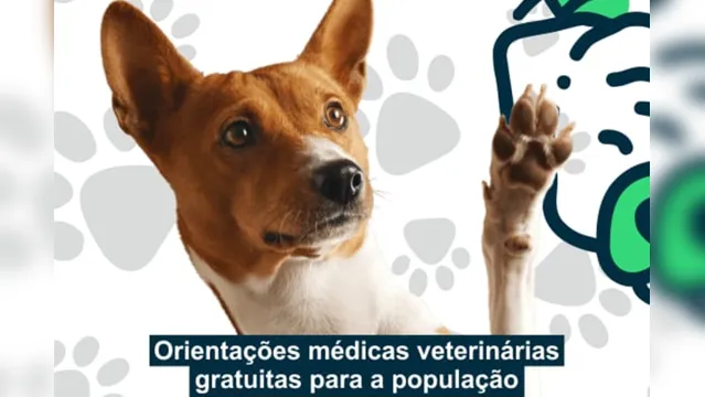 Imagem ilustrativa da notícia Ação pet: Ufra realiza atendimento veterinário gratuito