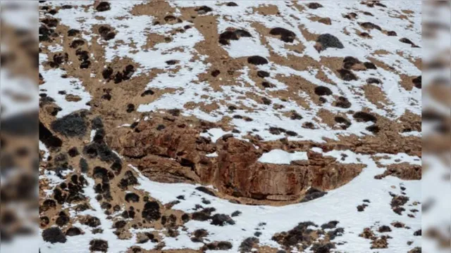 Imagem ilustrativa da notícia Desafio: você consegue ver o leopardo na imagem?