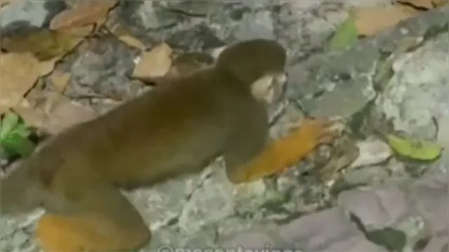 Imagem ilustrativa da notícia Vídeo de mais um macaco morrendo no chão viraliza em Belém