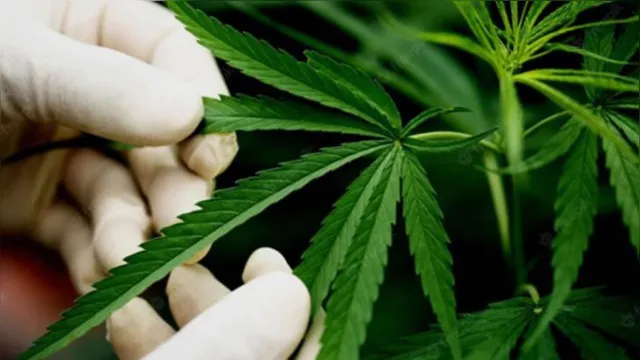 Imagem ilustrativa da notícia Cannabis pode auxiliar no tratamento de doenças neurológicas