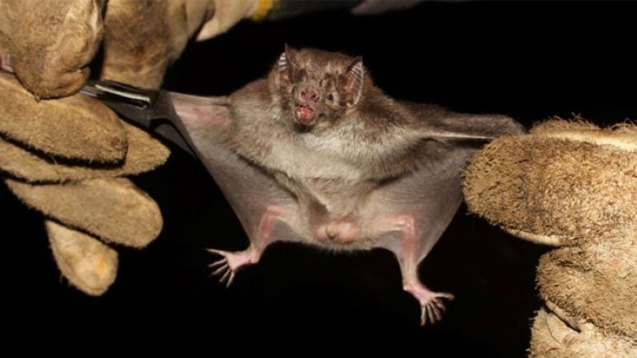 Morcego hematófago da espécie Desmodus rotundus