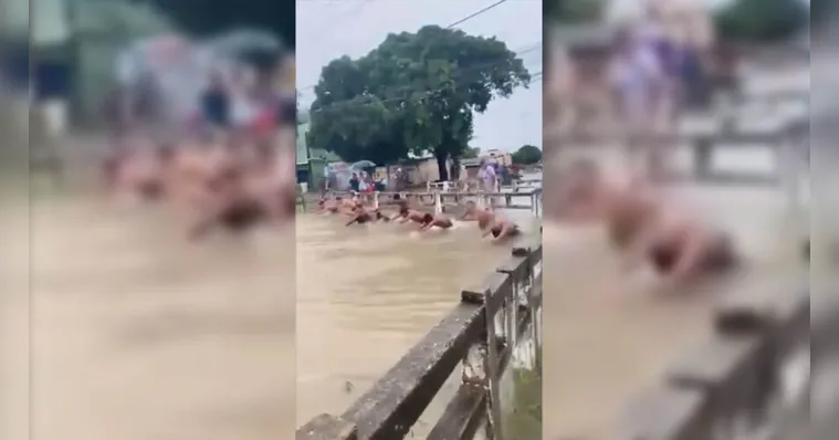 Imagem ilustrativa da notícia Olimpíadas da vala: moradores nadam em canal de Belém