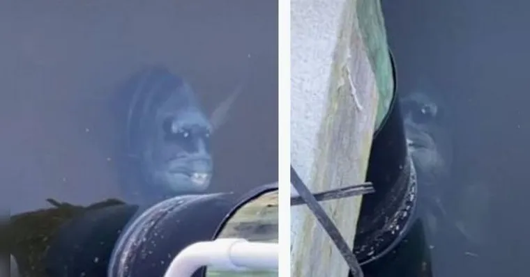 Imagem ilustrativa da notícia Vídeo: peixe com sorriso bizarro assusta geral e viraliza