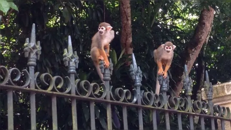 Imagem ilustrativa da notícia Macacos são encontrados mortos no Bosque Rodrigues Alves 
