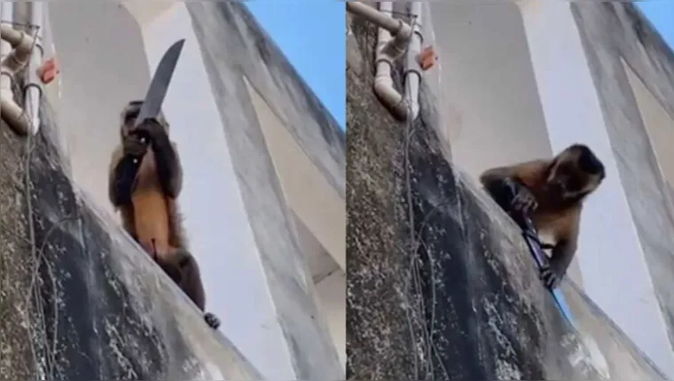 Imagem ilustrativa da notícia Vídeo: macaco amola faca e invade casas no Piauí