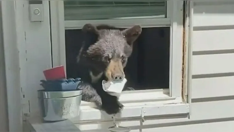 Imagem ilustrativa da notícia Mulher chega em casa e encontra urso acomodado na sala