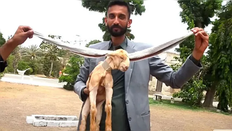 Imagem ilustrativa da notícia Vídeo: bode nasce com orelhas super longas no Paquistão