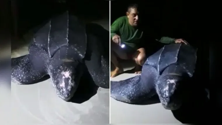 Imagem ilustrativa da notícia Tartaruga gigante é encontrada por pescadores em Salinas
