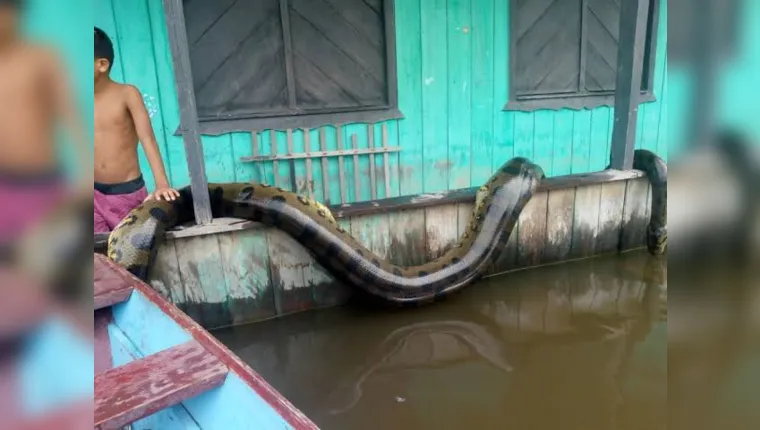 Imagem ilustrativa da notícia Cobra de gigante é capturada no Amazonas, veja o vídeo!