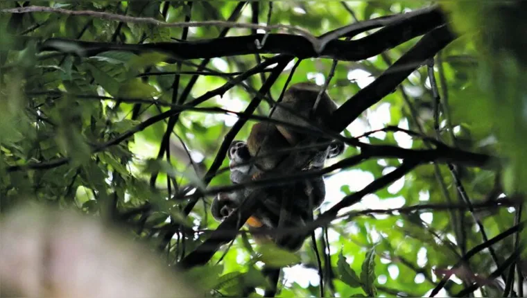 Imagem ilustrativa da notícia Mortes de oito macacos no Bosque estão sob investigação