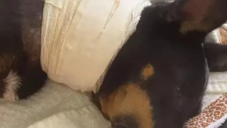 Imagem ilustrativa da notícia Vídeo: cadela é esfaqueada após fugir de casa em Ananindeua