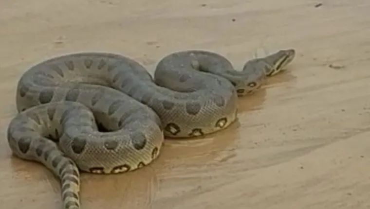Imagem ilustrativa da notícia Vídeo: cobra é flagrada após trapiche de Icoaraci afundar