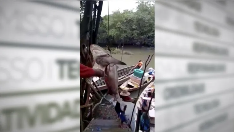 Imagem ilustrativa da notícia Vídeo: tubarão é encontrado por pescadores no interior do PA