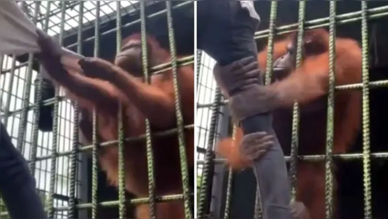 Imagem ilustrativa da notícia Vídeo: orangotango em jaula quase quebra perna de homem