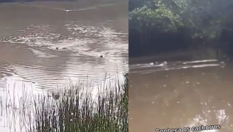Imagem ilustrativa da notícia 'Patrulha canina' atravessa rio em Ananindeua; veja o vídeo!