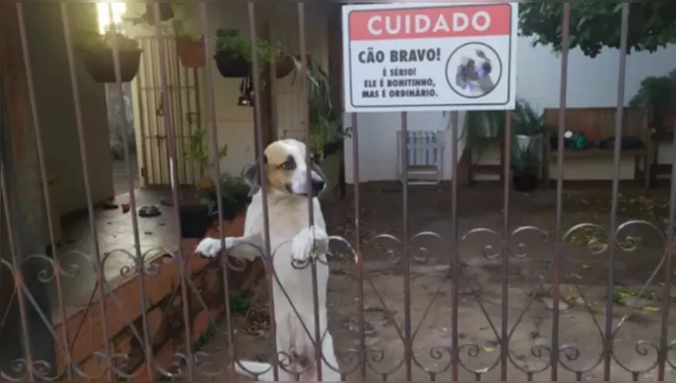 Imagem ilustrativa da notícia "Bonitinho, mas ordinário": placa sobre cão viraliza na web
