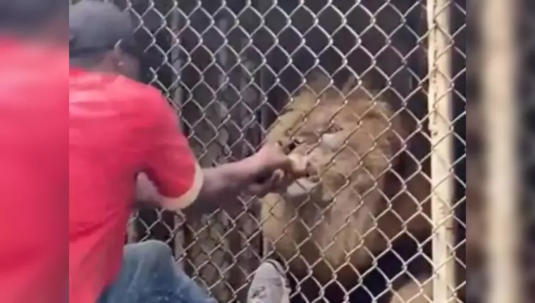 Imagem ilustrativa da notícia Imagens fortes! Vídeo mostra leão arrancando dedo de homem