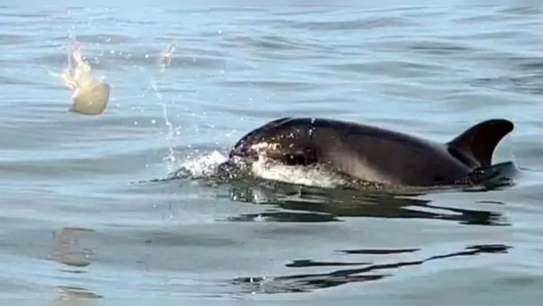 Imagem ilustrativa da notícia Vídeo: golfinhos se divertem "jogando vôlei" com água-viva 