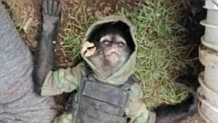 Imagem ilustrativa da notícia Macaco vestido de soldado é morto durante tiroteio