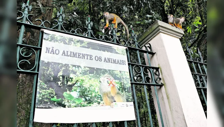 Imagem ilustrativa da notícia Laudo da morte de macacos no Bosque sairá ainda em junho