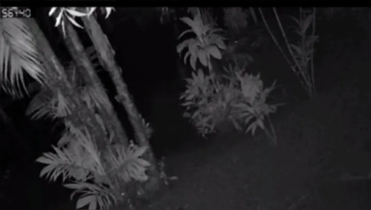 Imagem ilustrativa da notícia Vídeo: vultos caminham entre árvores em sítio no Pará