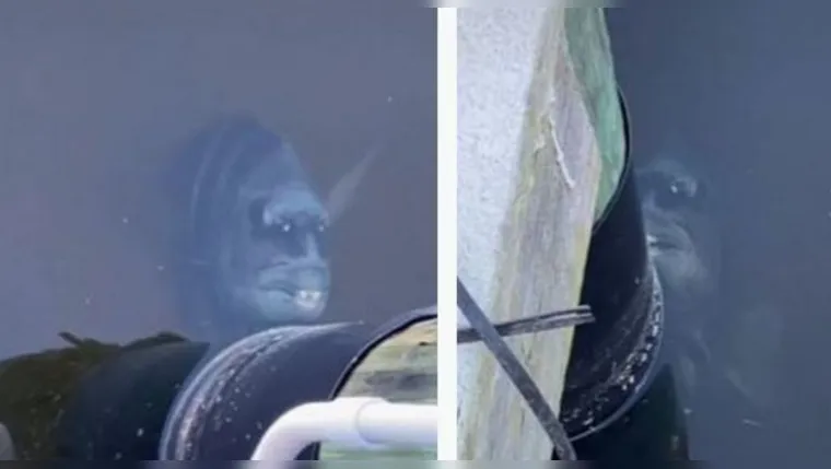 Imagem ilustrativa da notícia Vídeo: peixe com sorriso bizarro assusta geral e viraliza
