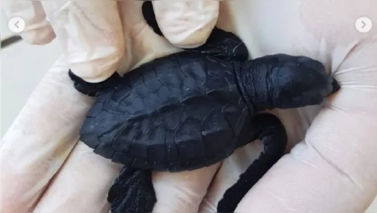 Imagem ilustrativa da notícia Vídeo: Filhotes de tartarugas marinhas são soltos em Salinas