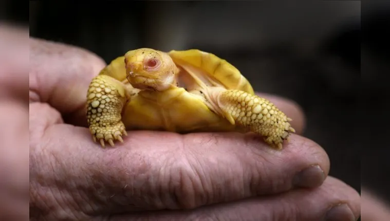 Imagem ilustrativa da notícia Nasce a primeira tartaruga gigante albina do mundo; conheça!