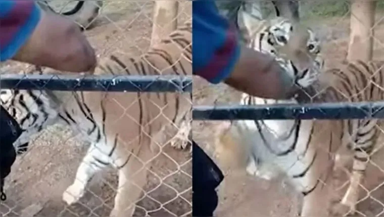 Imagem ilustrativa da notícia Vídeo: jovem morre ao acariciar tigre durante refeição 
