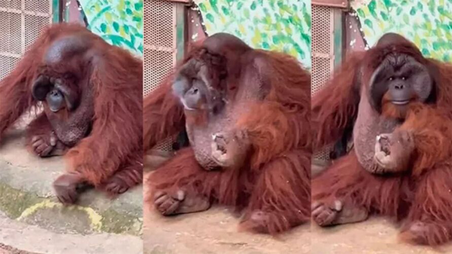 Orangotango em extinção é flagrado fumando em zoológico