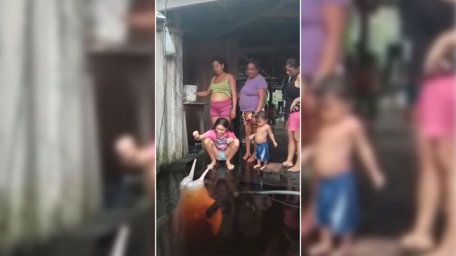Boto brincalhão aparece e vira atração a moradores de Manaus