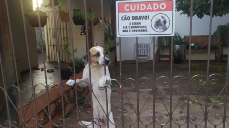 O cãozinho Zero e o alerta inusitado de cão bravo que viralizou na web.