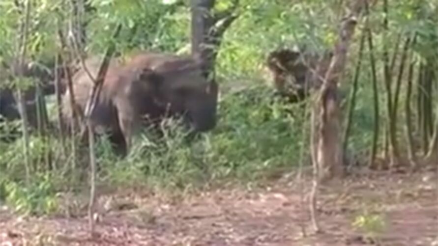 Elefante ainda joga corpo da mulher para fora do caixão e destrói a casa da vítima.